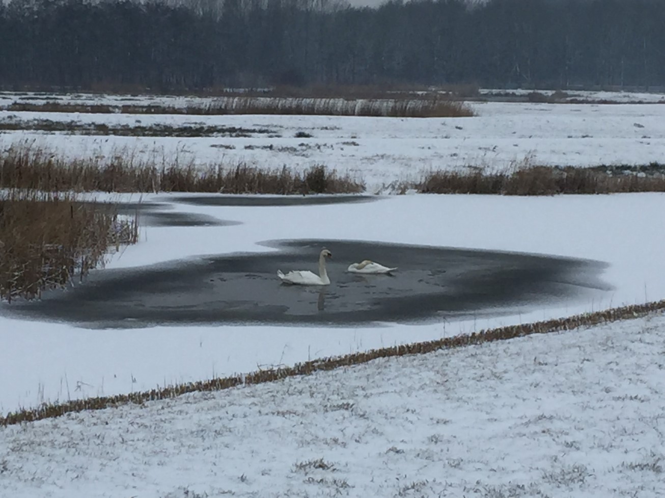 Zwanen in winters Twiske -11feb2017
